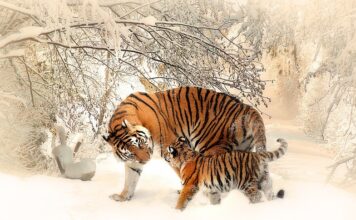 Czy matki ratunkowe są dobre?