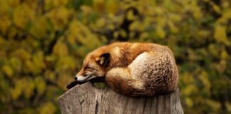 Czy spanie na wersalce jest zdrowe?