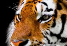 Jak oczyścić nos dziecka bez Aspiratora?