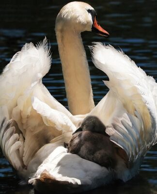 Czy fotelik montowany na pasy jest bezpieczny?