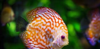 Ile kosztują paletki do grania?